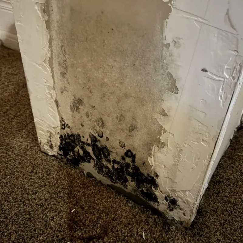 Professional Mold Removal in Valley View, OH